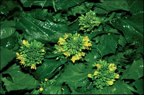 broccolo vallo di diano