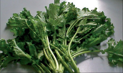 broccolo vallo di diano