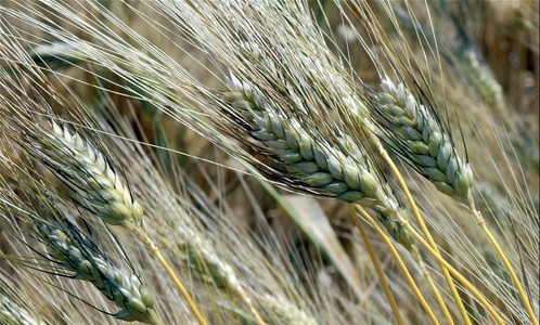 grano varieta' cappella