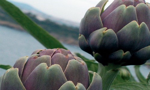 carciofo di procida