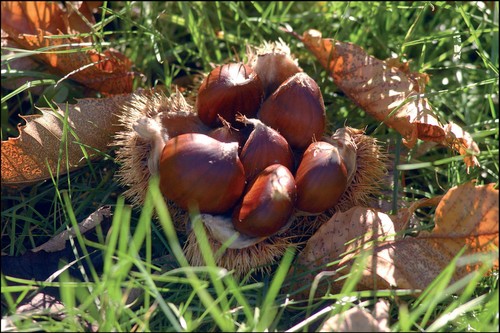 castagne di acerno