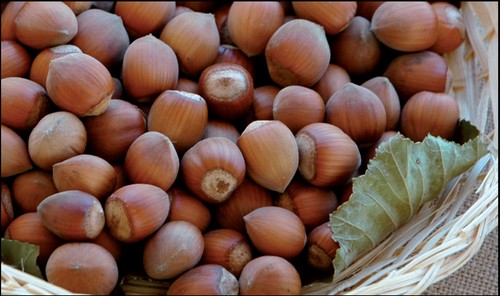 NOCCIOLA RICCIA DI TALANICO