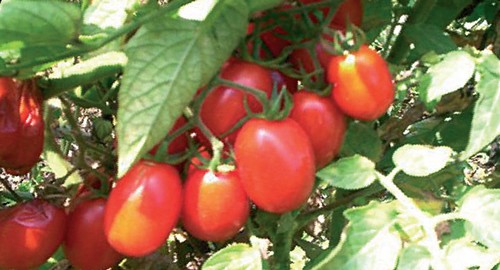 POMODORINO CORBARINO