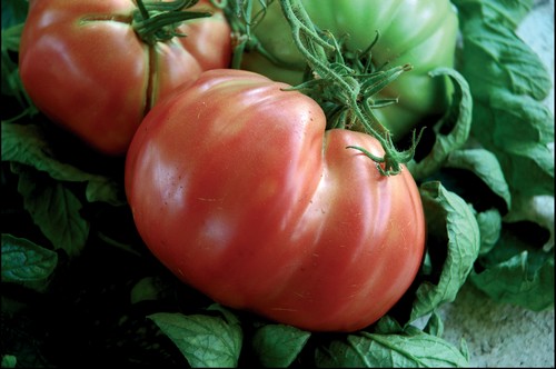 POMODORO DI SORRENTO