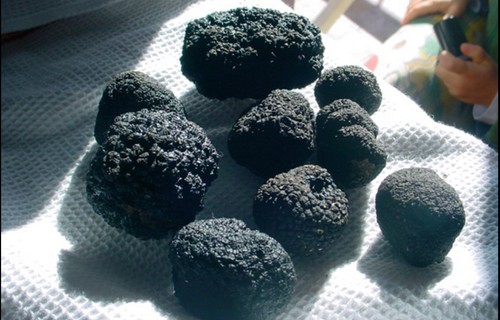 TARTUFO NERO di Bagnoli Irpino